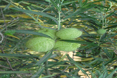Gomphocarpus physocarpus